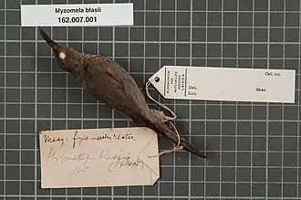 Description de l'image Naturalis Biodiversity Center - RMNH.AVES.14924 1 - Myzomela blasii (Salvadori, 1882) - Meliphagidae - bird skin specimen.jpeg.