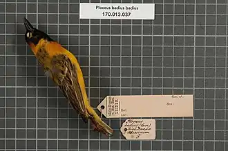 Description de l'image Naturalis Biodiversity Center - RMNH.AVES.151264 1 - Ploceus badius badius (Cassin, 1850) - Ploceidae - bird skin specimen.jpeg.