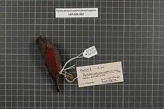 Description de l'image Naturalis Biodiversity Center - RMNH.AVES.160375 1 - Pytilia phoenicoptera phoenicoptera Swainson, 1837 - Estrildidae - bird skin specimen.jpeg.