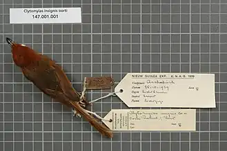 Description de l'image Naturalis Biodiversity Center - RMNH.AVES.18609 1 - Clytomyias insignis oorti Rothschild and Hartert, 1907 - Maluridae - bird skin specimen.jpeg.