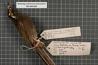 Description de l'image Naturalis Biodiversity Center - RMNH.AVES.18954 1 - Meliphaga subfrenata melanolaema (Reichenow, 1915) - Meliphagidae - bird skin specimen.jpeg.