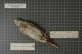 Spécimen de la sous-espèce subtaurica