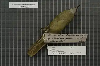Description de l'image Naturalis Biodiversity Center - RMNH.AVES.37515 2 - Pycnonotus masukuensis roehli (Reichenow, 1905) - Pycnonotidae - bird skin specimen.jpeg.