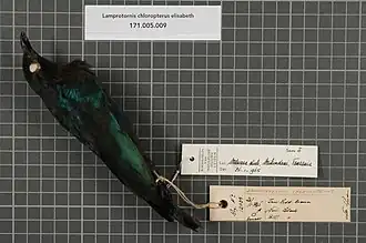 Description de l'image Naturalis Biodiversity Center - RMNH.AVES.37698 1 - Lamprotornis chloropterus elisabeth Stresemann, 1924 - Sturnidae - bird skin specimen.jpeg.