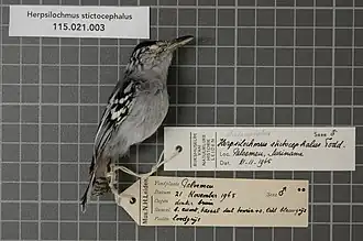 Description de l'image Naturalis Biodiversity Center - RMNH.AVES.38147 1 - Herpsilochmus stictocephalus Todd, 1927 - Formicariidae - bird skin specimen.jpeg.