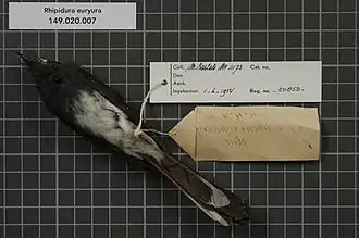 Description de l'image Naturalis Biodiversity Center - RMNH.AVES.50850 2 - Rhipidura euryura Muller, 1843 - Monarchidae - bird skin specimen.jpeg.