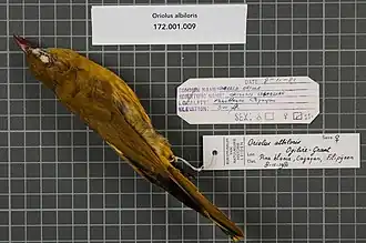 Description de l'image Naturalis Biodiversity Center - RMNH.AVES.80981 1 - Oriolus albiloris Ogilvie-Grant, 1894 - Oriolidae - bird skin specimen.jpeg.