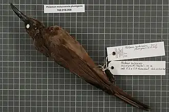 Description de l'image Naturalis Biodiversity Center - RMNH.AVES.84494 1 - Philemon moluccensis plumigenis (G.R. Gray, 1858) - Meliphagidae - bird skin specimen.jpeg.