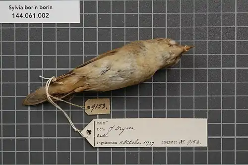 S. b. borin - Parties inférieures du même spécimen que précédemment (RMNH.AVES.9153).