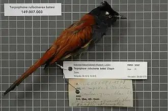 Description de l'image Naturalis Biodiversity Center - RMNH.AVES.92587 1 - Terpsiphone rufocinerea batesi Chapin, 1921 - Monarchidae - bird skin specimen.jpeg.
