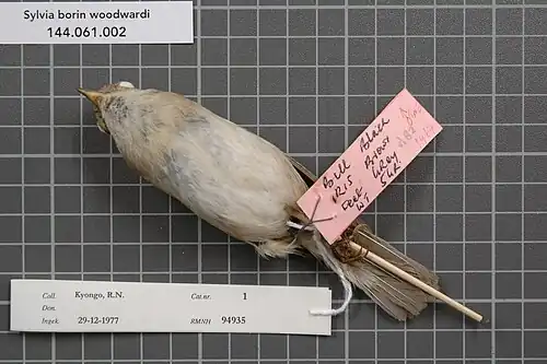 S. b. woodwardi - Parties inférieures du même spécimen que précédemment (RMNH.AVES.94935).