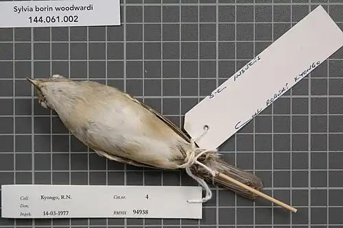 S. b. woodwardi - Parties inférieures du même spécimen que précédemment (RMNH.AVES.94938).