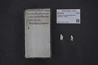 Cytharomorula paucimaculata.