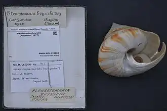 Mikadotrochus beyrichii