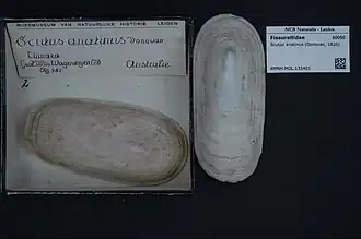 Coquille de Scutus anatinus