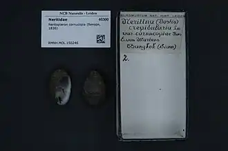 Neripteron cornucopia