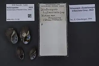 Zemelanopsis trifasciata.