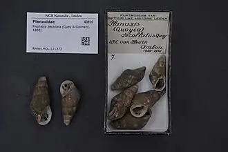 Fissilabia decollata