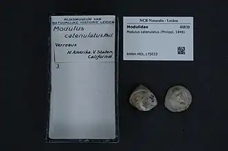 Trochomodulus catenulatus.