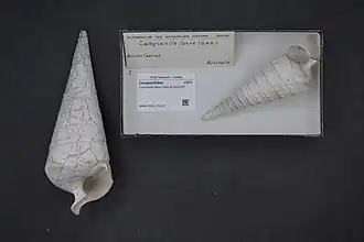 Campanile laeve (Campanilidae).