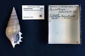 Rostellariella delicatula.