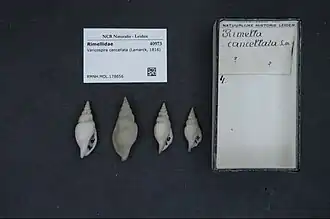 Varicospira cancellata.