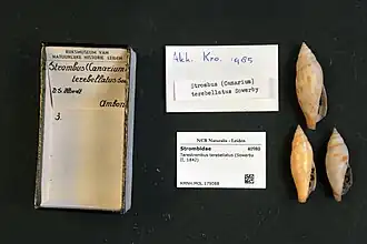 Terestrombus terebellatus.