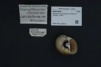 Neverita aulacoglossa.