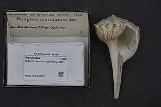 Busycoarctum coarctatum