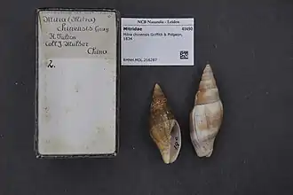 Mitra chinensis