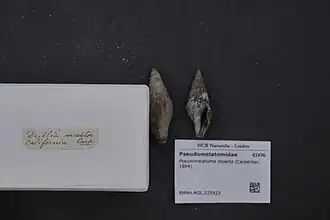 Pseudomelatoma moesta.