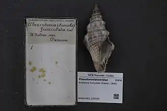 Knefastia funiculata.