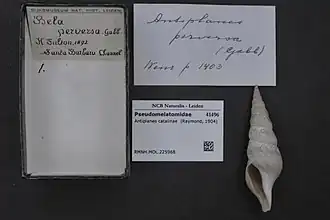 Antiplanes catalinae.