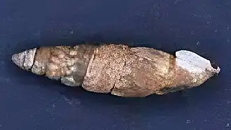 Description de l'image Naturalis Biodiversity Center - RMNH.MOL.264367 - Boettgeria (Loosjesiella) obesiuscula (Lowe 1863) - Clausiliidae - Mollusc shell 2.jpeg.