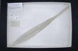 « plume » de calmar Loligo forbesii (céphalopode)