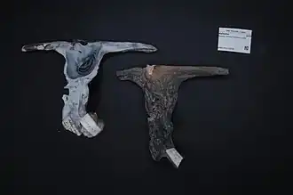 Malleus malleus (Malleidae)