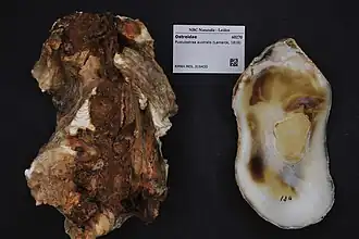 Pustulostrea australis