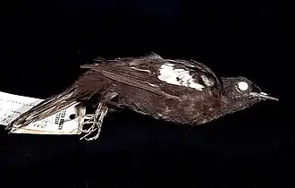 Description de l'image Naturalis Biodiversity Center - ZMA.AVES.10639 - Pycnonotus melanoleucos Eyton, 1839 - Pycnonotidae - skin specimen.jpeg.