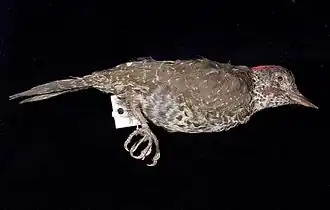 Description de l'image Naturalis Biodiversity Center - ZMA.AVES.3046 - Campethera notata Lichtenstein, M.H.K., 1823 - Picidae - skin specimen.jpeg.