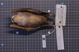 Description de l'image Naturalis Biodiversity Center - ZMA.MAM.19715.b ven - Scotonycteris ophiodon - skin.jpeg.