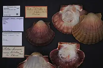 Pecten excavatus