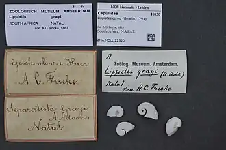 Description de l'image Naturalis Biodiversity Center - ZMA.MOLL.22520 - Lippistes cornu (Gmelin, 1791) - Capulidae - Mollusc shell.jpeg.