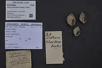 Oppomorus noduliferus.