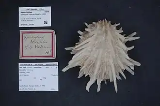Spondylus victoriae