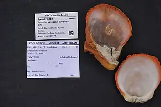 Spondylus variegatus