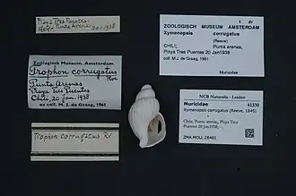 Xymenopsis corrugatus.