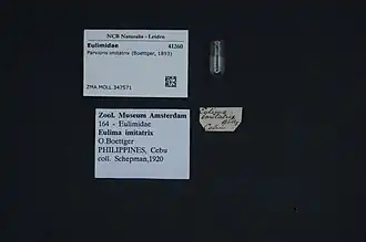 Parvioris imitatrix.