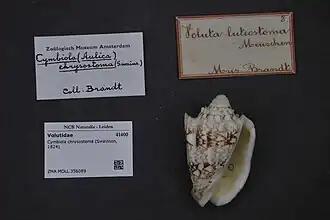 Cymbiola chrysostoma