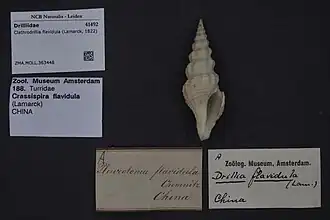 Clathrodrillia flavidula