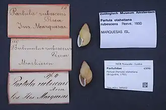 Description de l'image Naturalis Biodiversity Center - ZMA.MOLL.385002 - Partula (Partula) otaheitana (Bruguière, 1792) - Partulidae - Mollusc shell.jpeg.